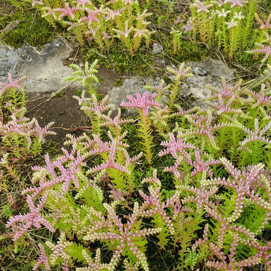 Pink flowering plant with green leaves on a rocky ground
