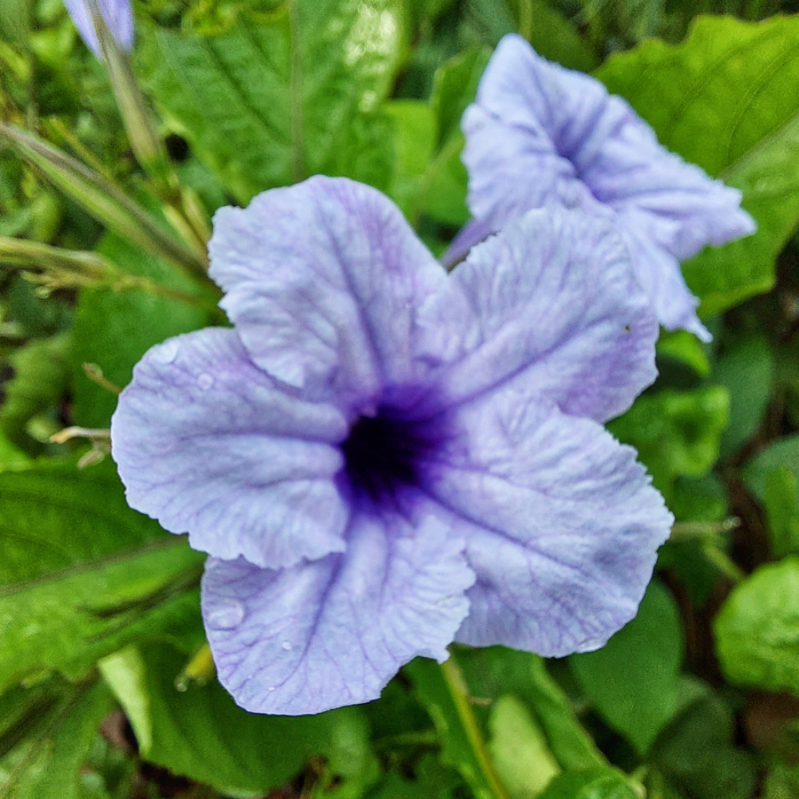 Wild Petunia