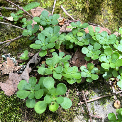 Wild Stonecrop