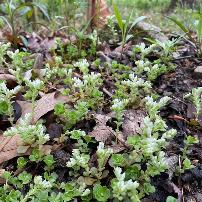 Small green plants growing on the forest floor with leaves and twigs.