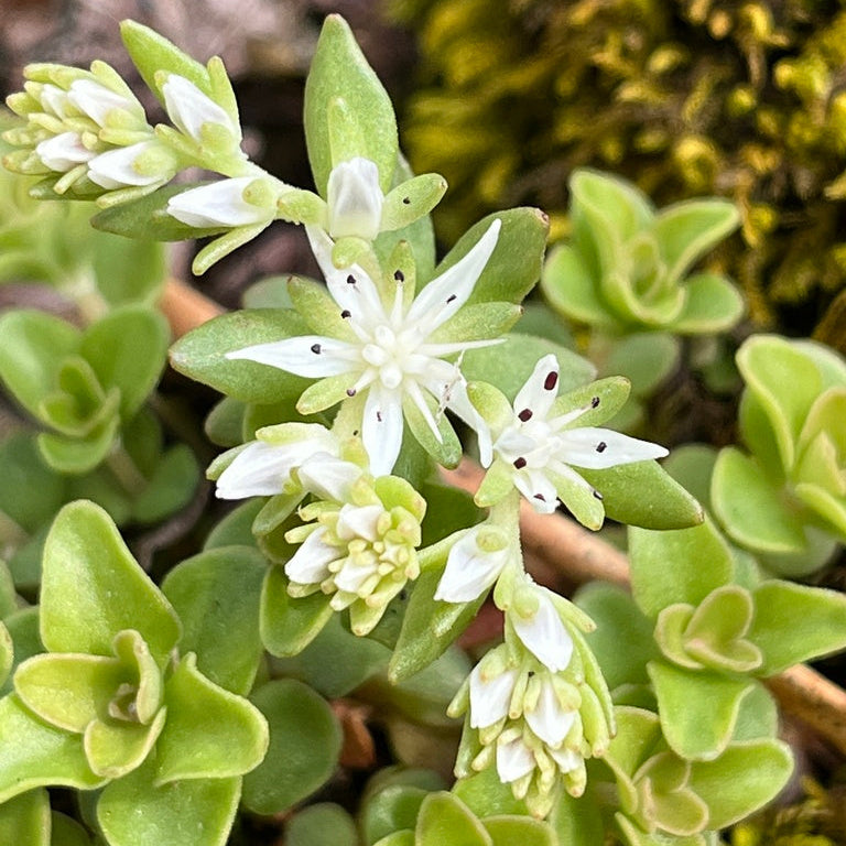 Close-up of a succulent plant with small white flowers and green leaves.