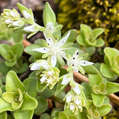 Close-up of a succulent plant with small white flowers and green leaves.
