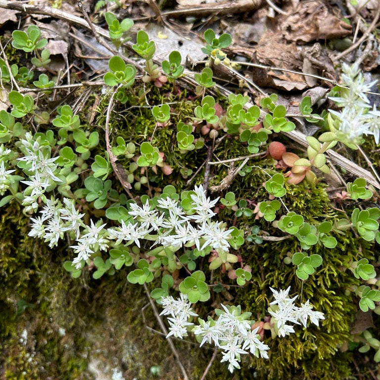 Small white flowers and green leaves on a forest floor with moss and twigs.