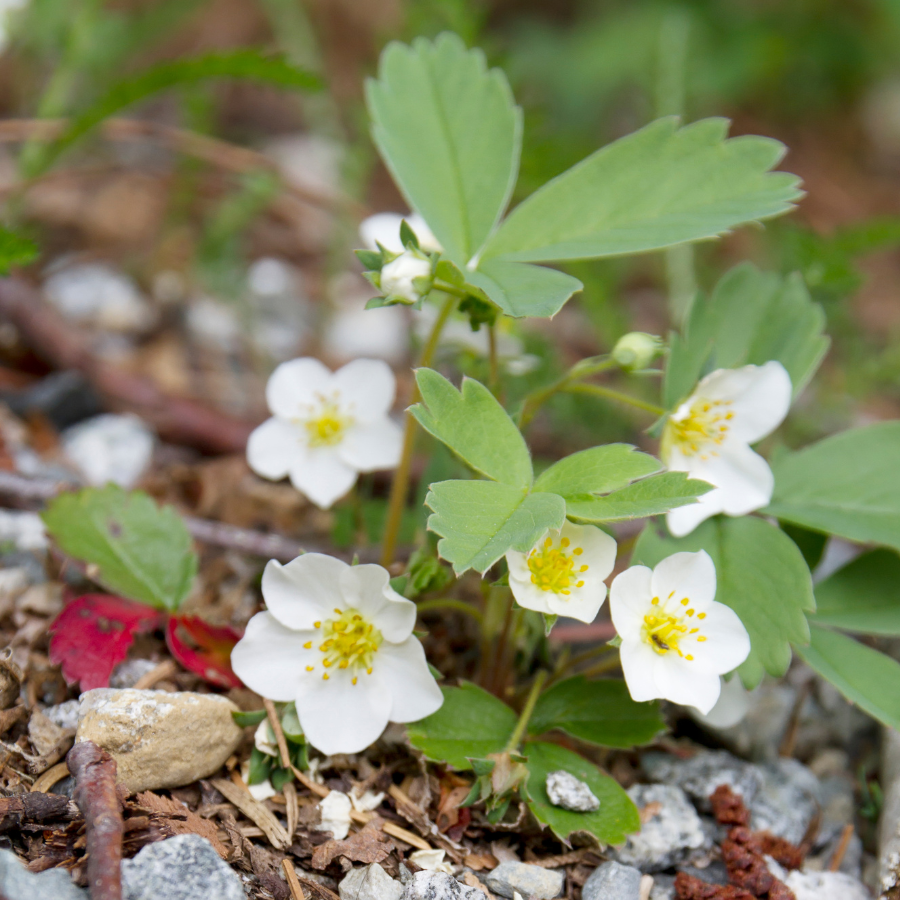 Wild Strawberry