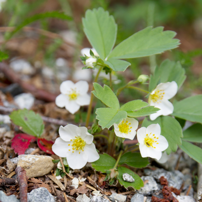 Wild Strawberry