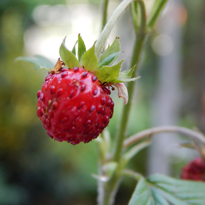 Wild Strawberry