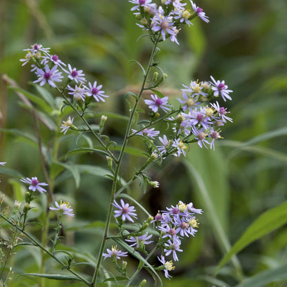 Willow Aster