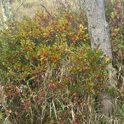 Winterberry