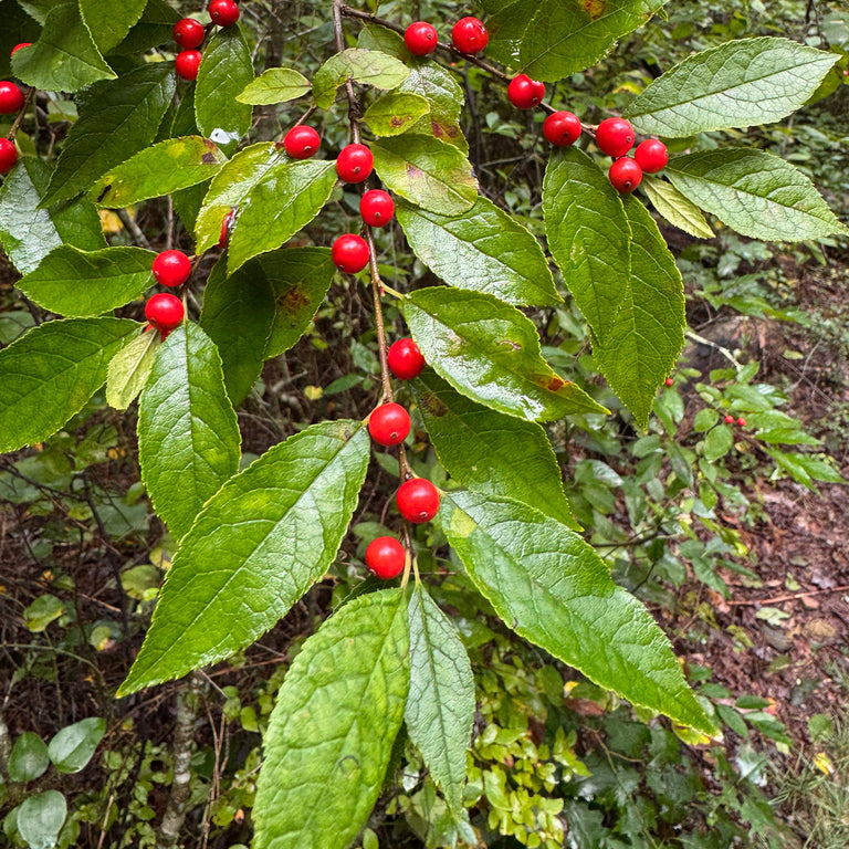 Winterberry