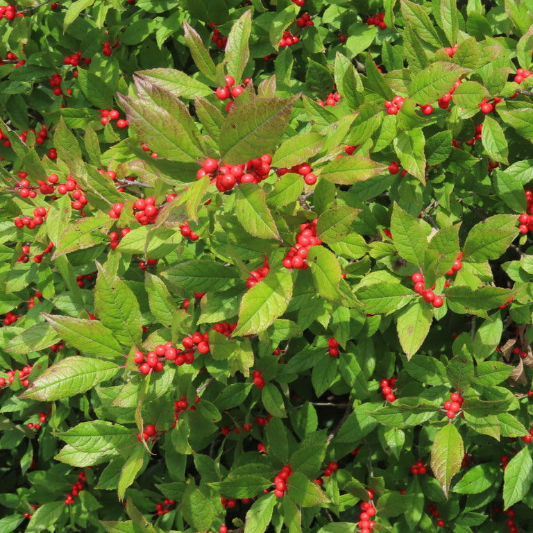 Winterberry