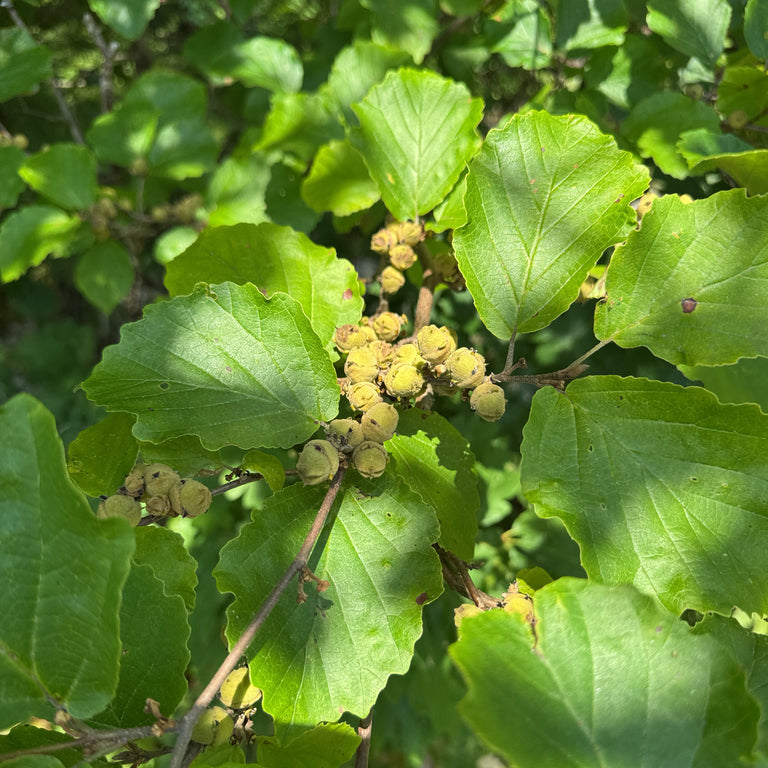 Witchhazel