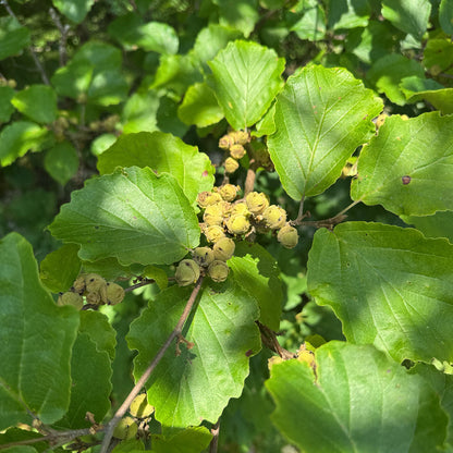 Witchhazel