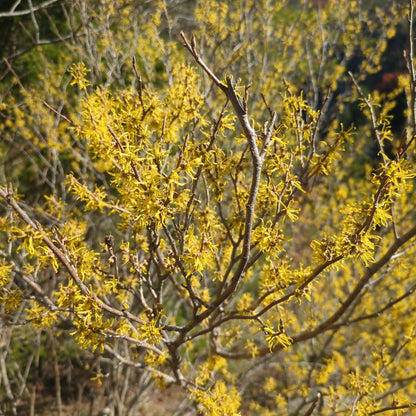 Witchhazel