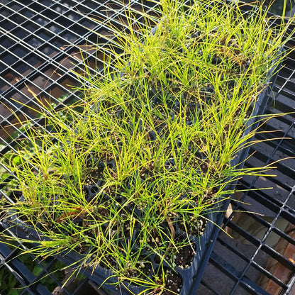 Sedge/Grass Mini Plug Preorder