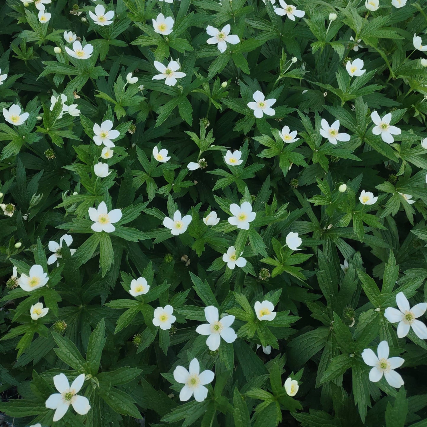 Canada Anemone