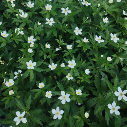 Canada Anemone