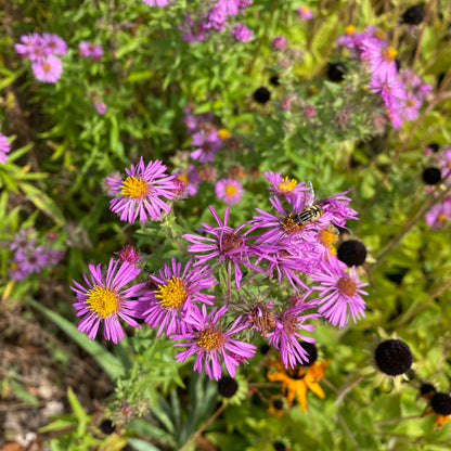 New England Aster