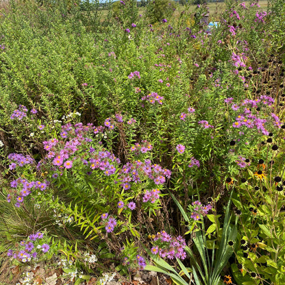 New England Aster
