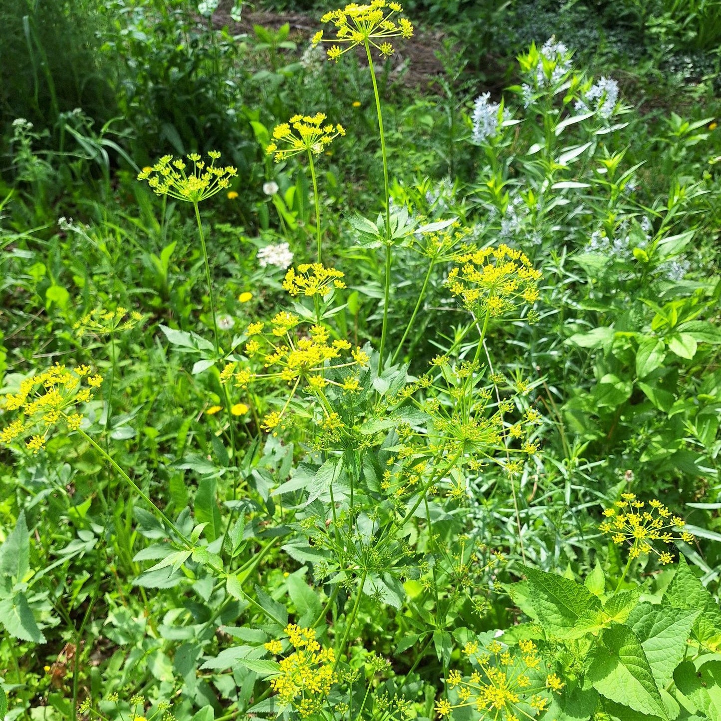 Golden Alexanders