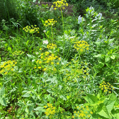 Golden Alexanders