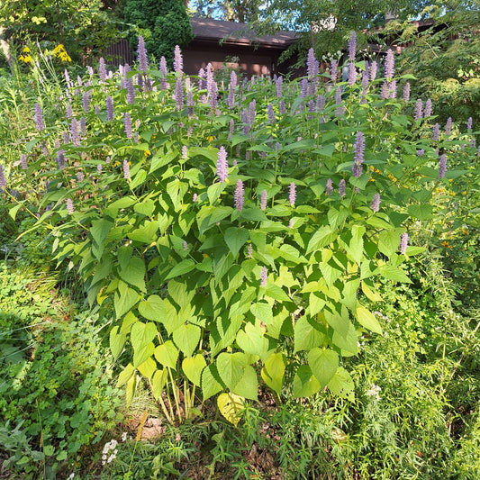Anise Hyssop