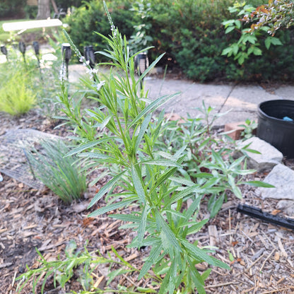 Narrow-leaved Vervain
