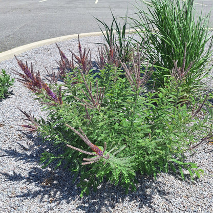 Lead Plant