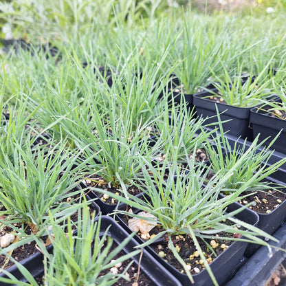 June Grass