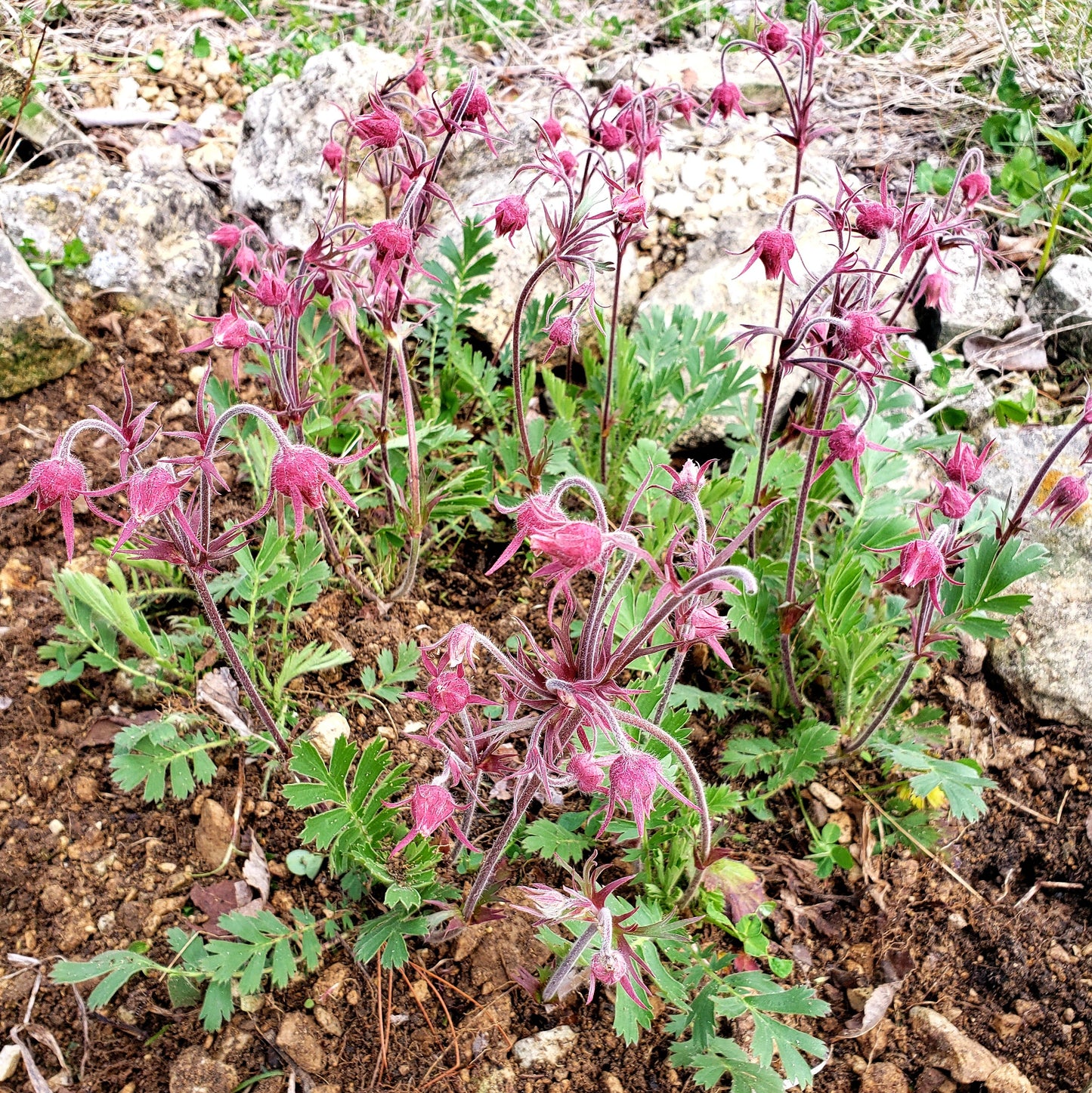 Prairie Smoke
