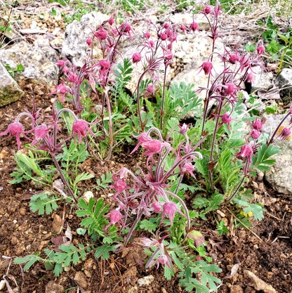 Prairie Smoke