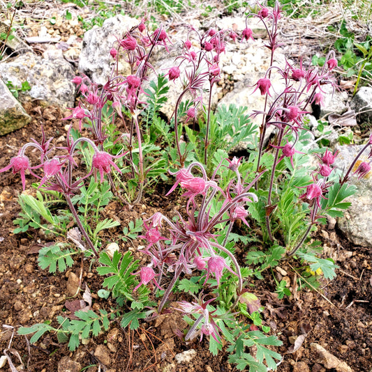 Prairie Smoke