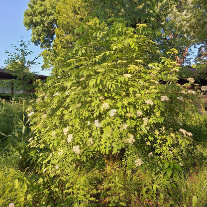 Elderberry