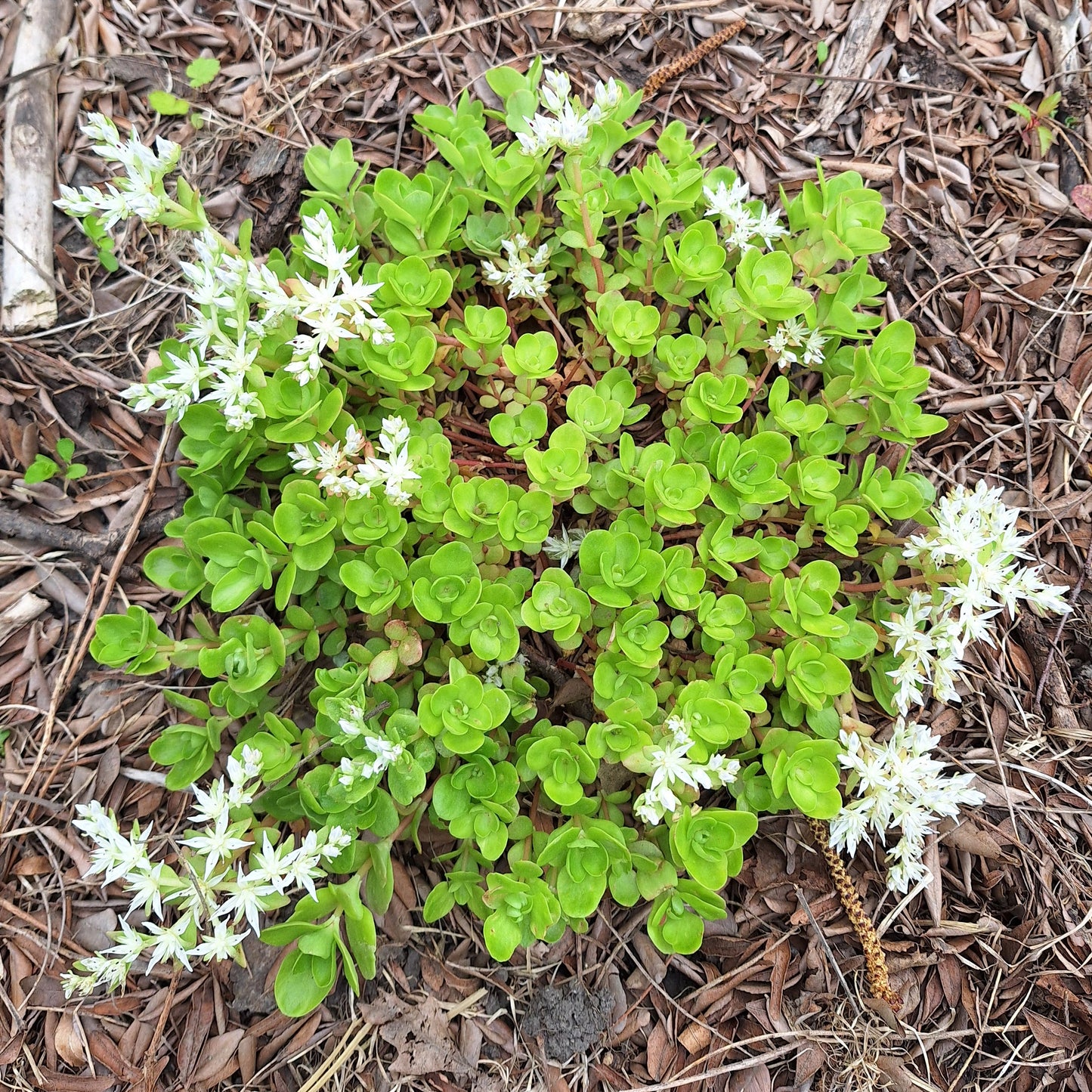 Wild Stonecrop