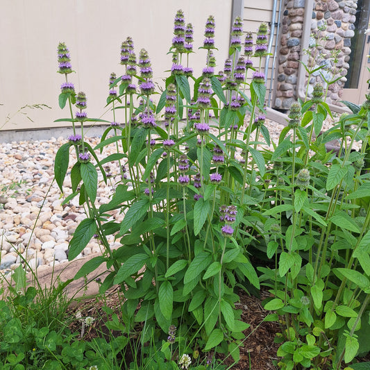 Downy Wood Mint