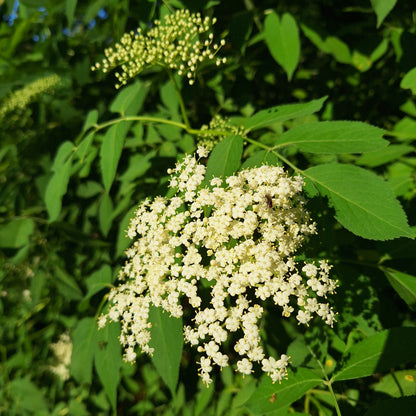 Elderberry