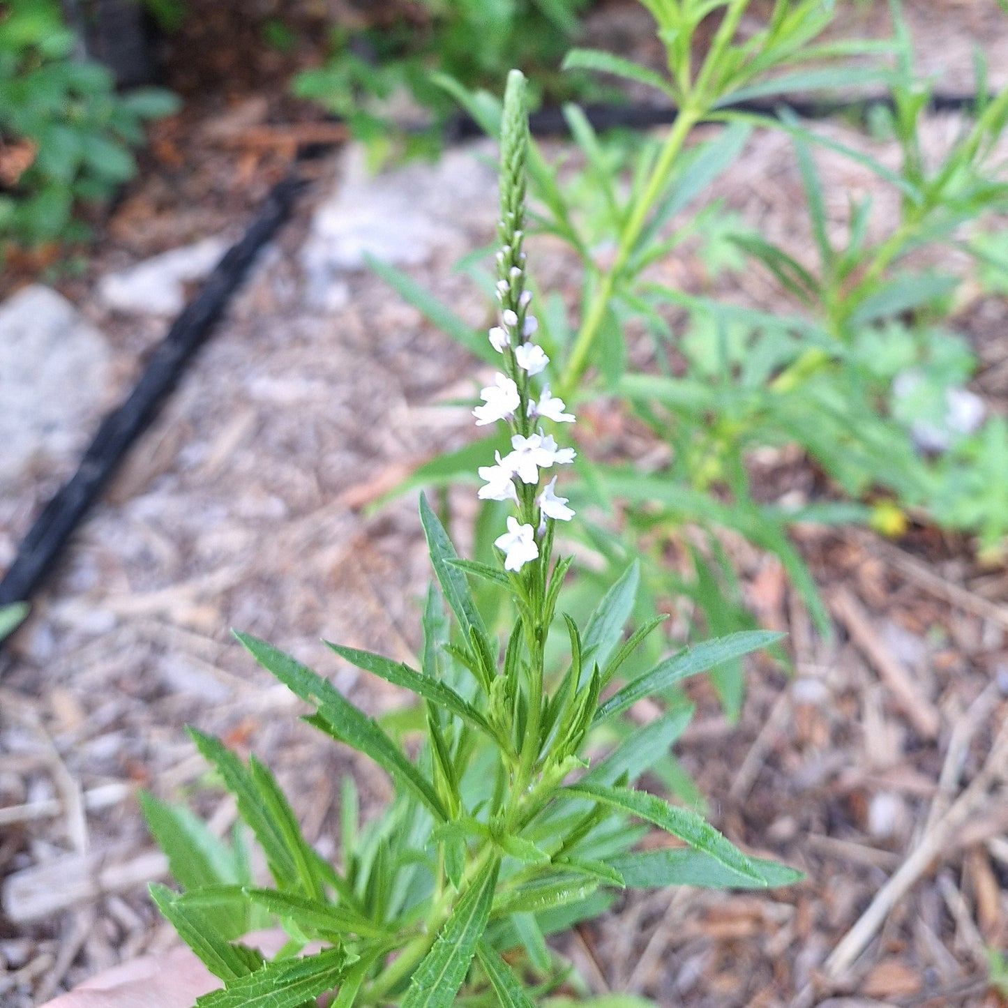 Narrow-leaved Vervain
