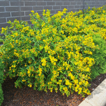 Shrubby St. Johns Wort