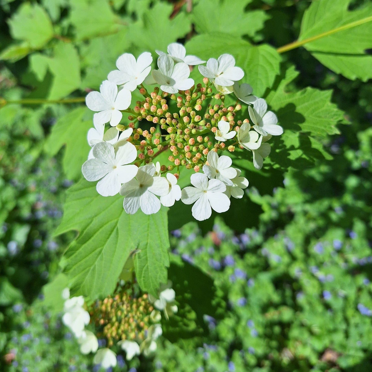 American Cranberry Bush
