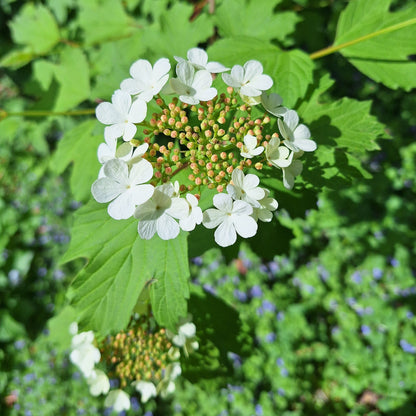 American Cranberry Bush