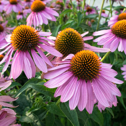 Purple Coneflower