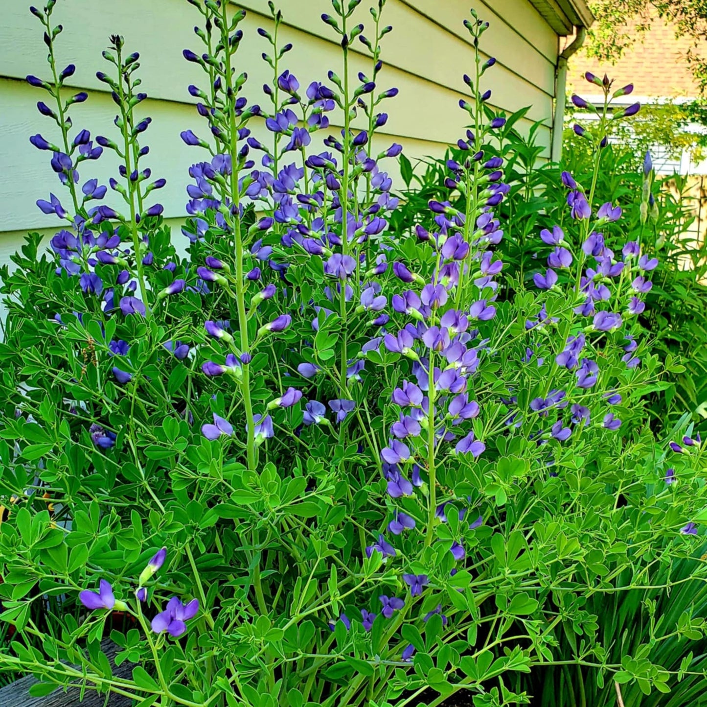 Dwarf Blue Indigo