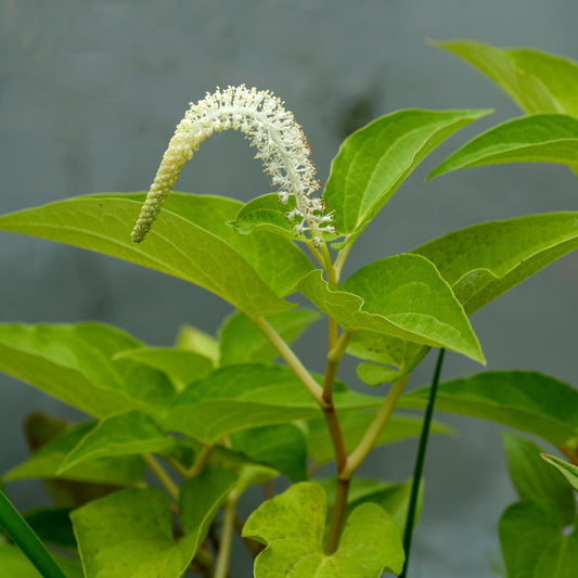 Lizard's Tail