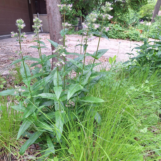 Calico Beardtongue