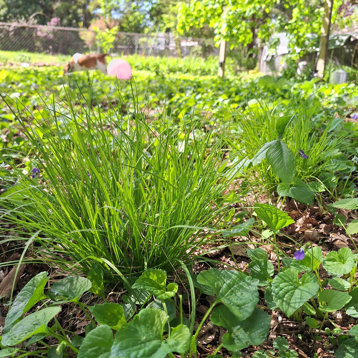 Eastern Star Sedge