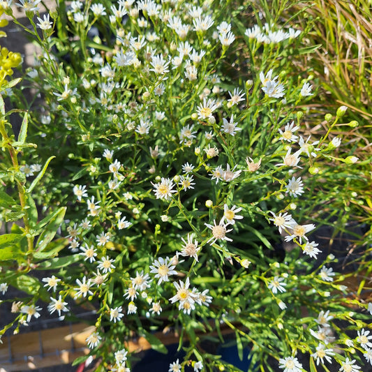 Upland White Goldenrod