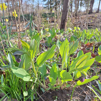 Virginia Bluebells