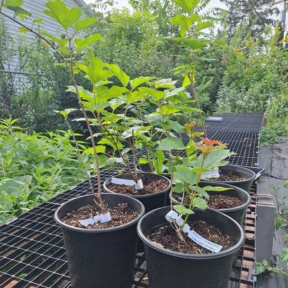 American Cranberry Bush (1 Gallon)