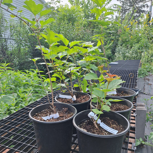 American Cranberry Bush (1 Gallon)
