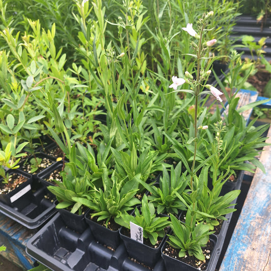 Slender Beardtongue