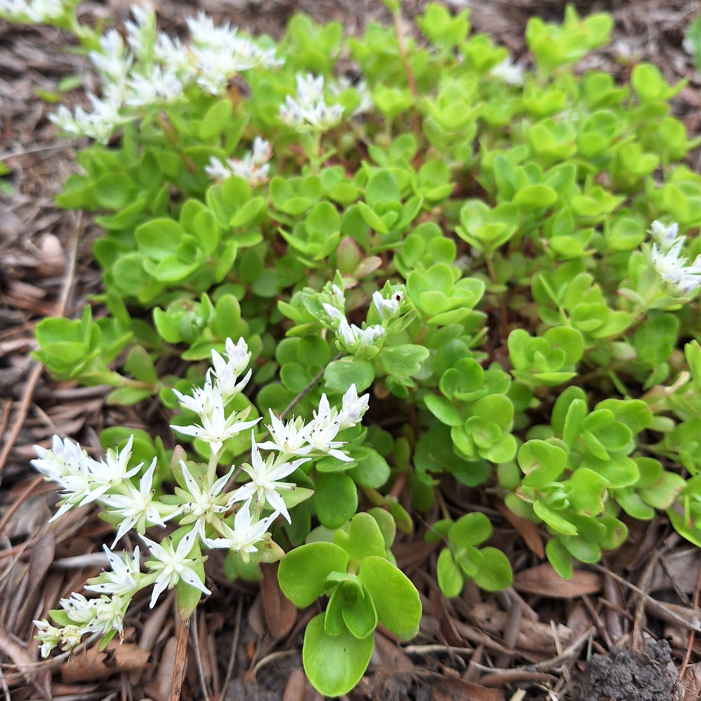 Wild Stonecrop